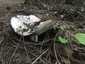 Földtoló galambgomba (Russula delica), Budai-hegység